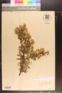 Spiraea × vanhouttei image