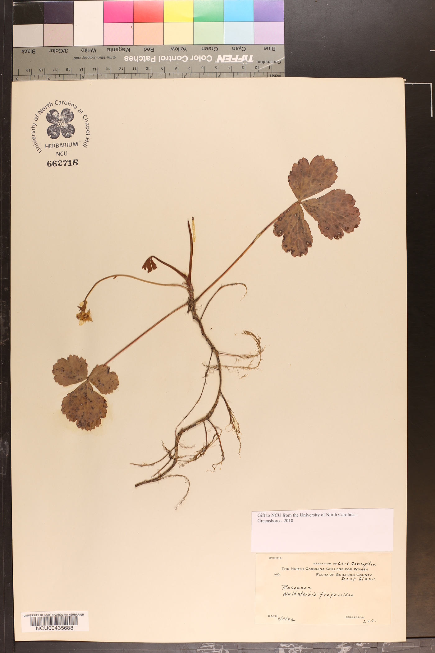 Waldsteinia image