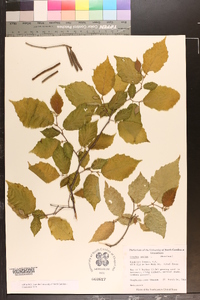 Corylus maxima image