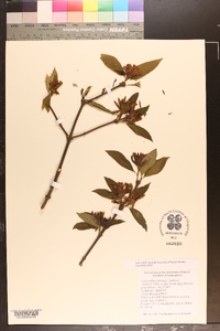 Calycanthus floridus image