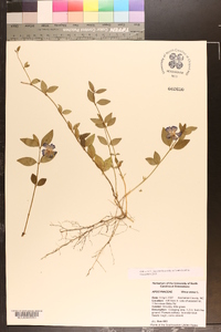 Vinca minor image