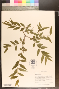 Buckleya lanceolata image