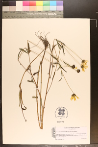 Coreopsis aristulata image