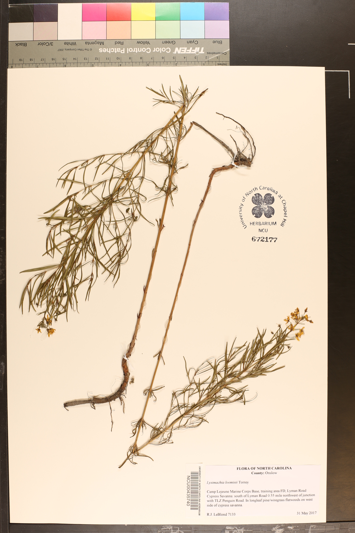 Lysimachia loomisii image