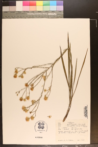 Pityopsis graminifolia image