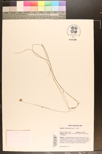 Rhynchospora alba image