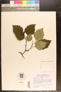 Crataegus intricata image