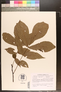 Carya pallida image