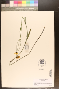 Coreopsis aristulata image