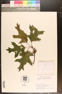 Quercus coccinea image