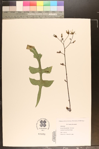 Lactuca hirsuta image