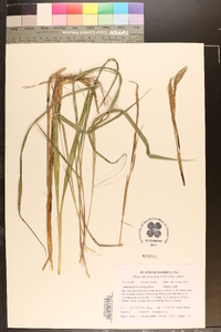 Andropogon glomeratus image