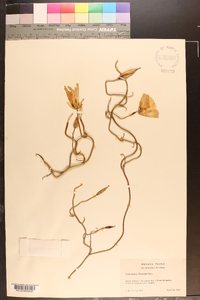 Calochortus flexuosus image