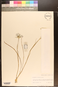 Calochortus gunnisonii image