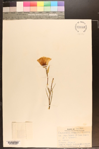 Calochortus kennedyi image