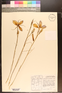 Calochortus macrocarpus image