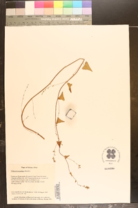 Fagopyrum gracilipes image