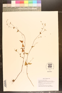 Fagopyrum gracilipes image