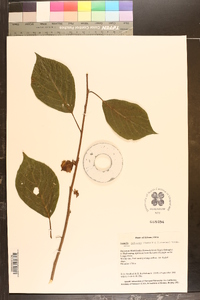 Actinidia polygama image