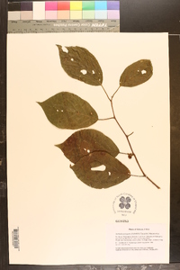 Actinidia polygama image