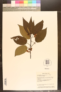 Clematoclethra scandens image