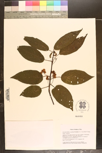 Clematoclethra scandens image