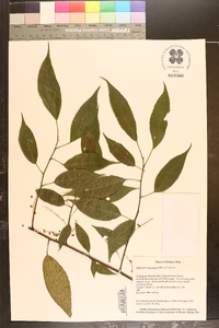 Perrottetia racemosa image