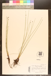 Eleocharis elliptica var. compressa image