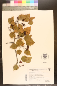 Crataegus iracunda image