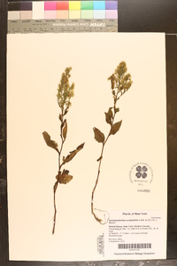 Symphyotrichum urophyllum image