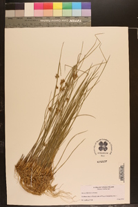 Juncus filiformis image