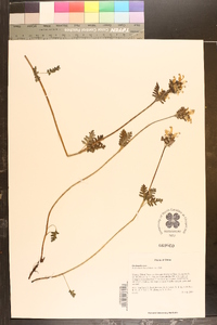 Image of Pedicularis brevilabris