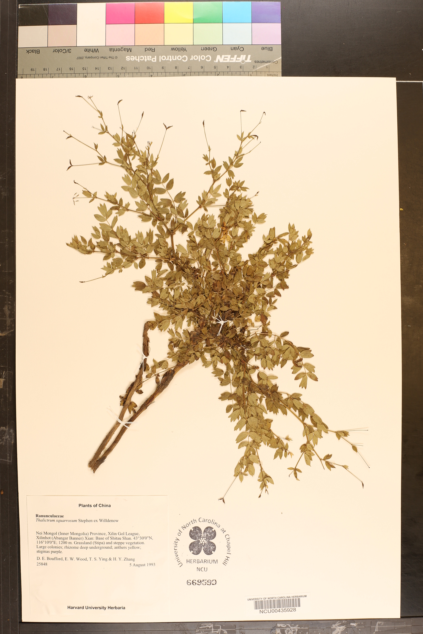 Thalictrum squarrosum image