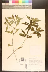 Pittosporum truncatum image