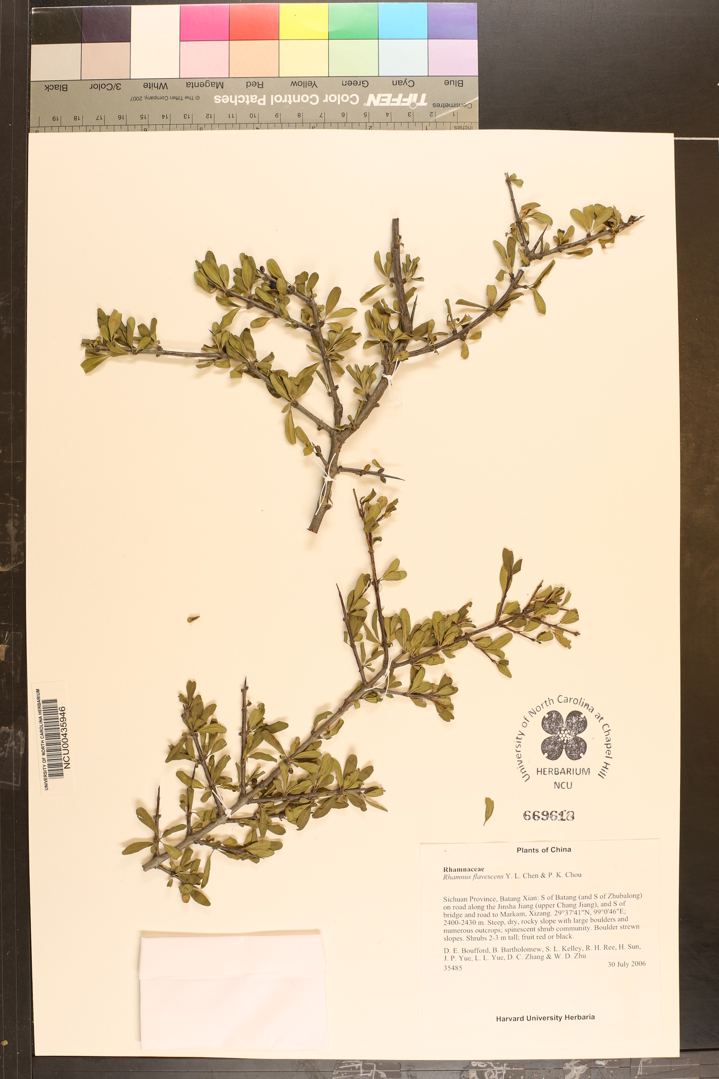 Rhamnus flavescens image