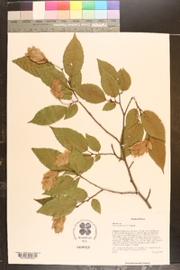 Ostrya japonica image