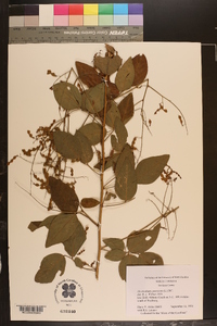 Desmodium canescens image