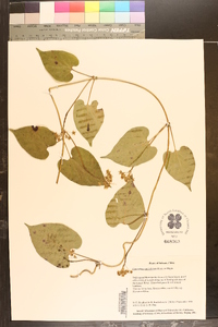 Cynanchum auriculatum image