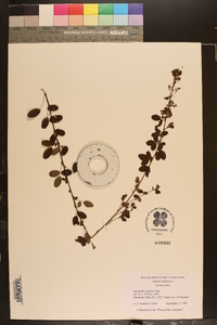 Lespedeza stuevei image