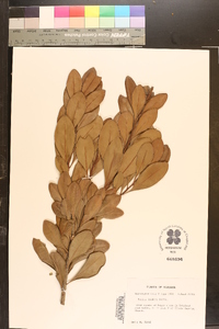 Myrica inodora image