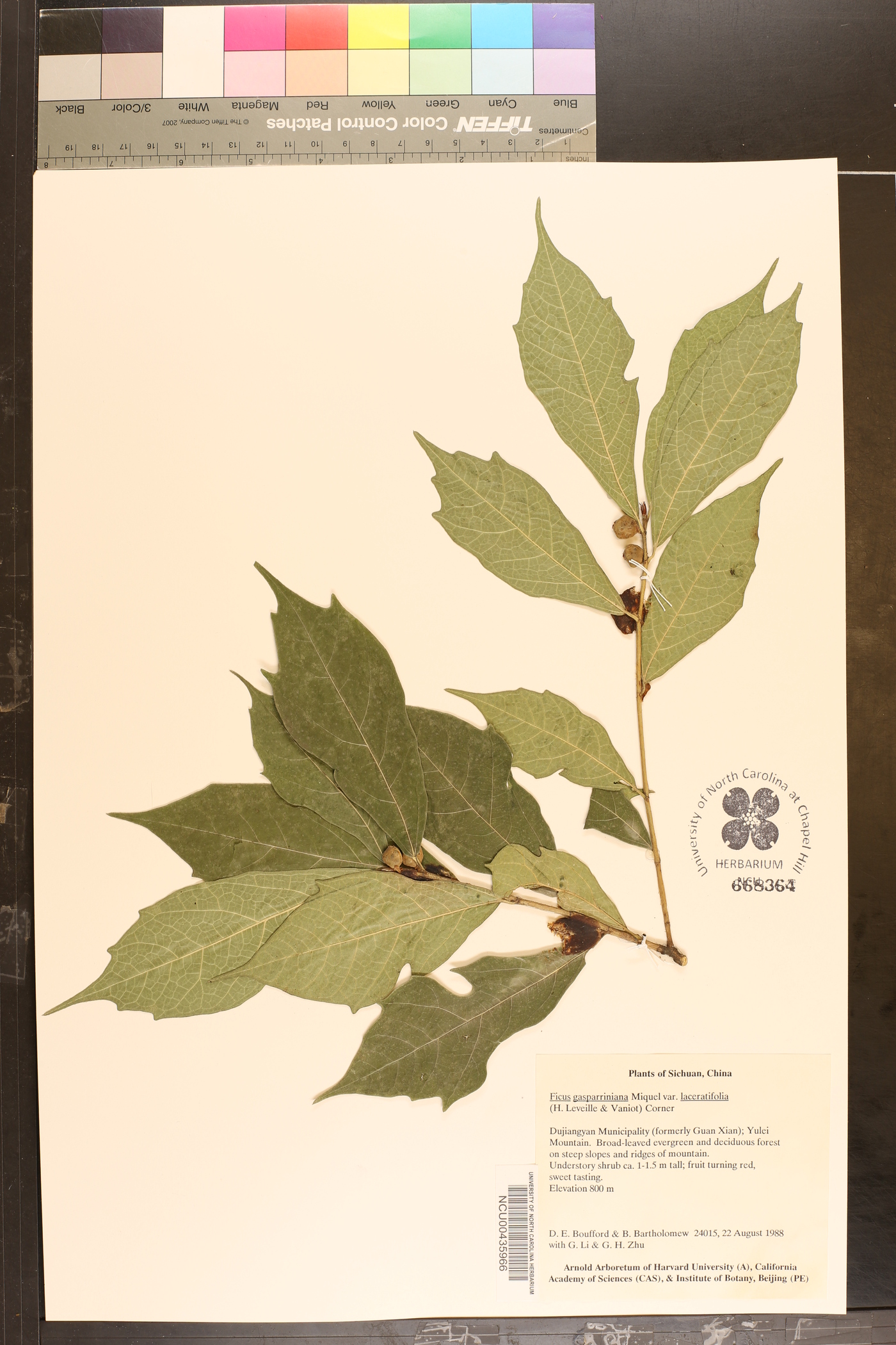 Ficus gasparriniana image