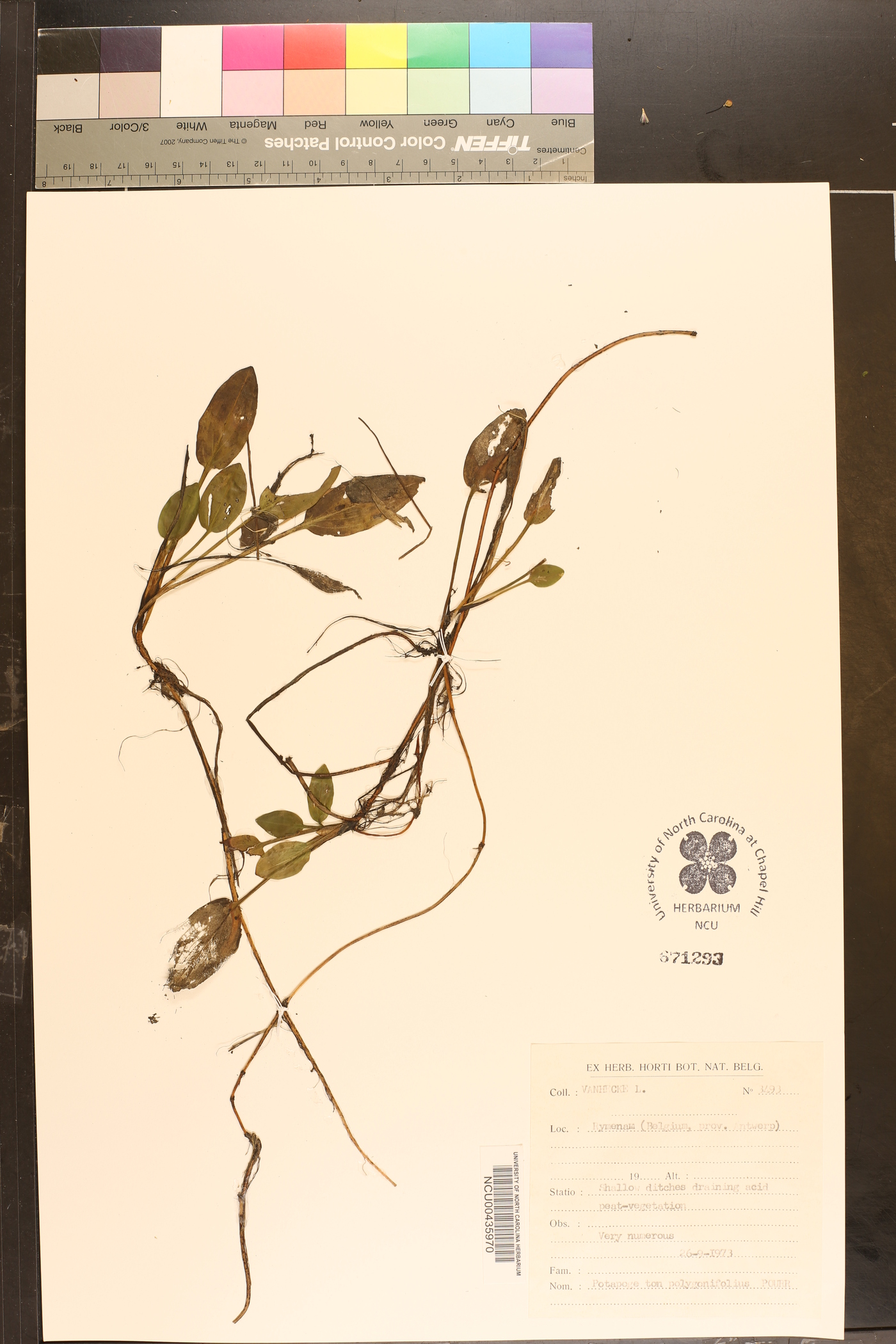 Potamogeton polygonifolius image