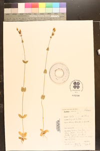 Blackstonia perfoliata image