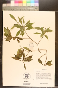 Pittosporum truncatum image