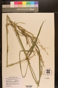 Panicum amarum var. amarulum image