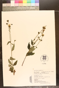 Hieracium sabaudum image
