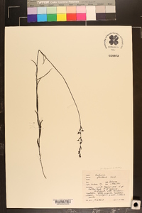 Buchnera floridana image
