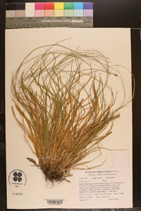 Carex seorsa image