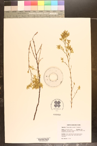 Polygonella croomii image