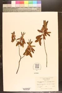 Kalmia angustifolia image